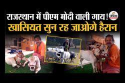 VIDEO: राजस्थान पहुंची ‘PM मोदी वाली गाय’, एक दिन में देती है इतना दूध, खासियत
सुन रह जाओगे हैरान - image