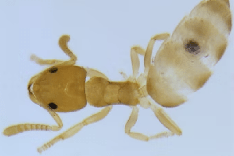 Smallest Ant of india found in MP
