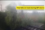 Tree falls on track during MP storm