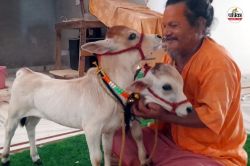 Punganur Cow : सीकर में चर्चा में है ढाई फीट की छोटी गाय, जानें क्यों पड़ा इसका
नाम पुंगनूर, खासियतें जानकर हो जाएंगे हैरान - image