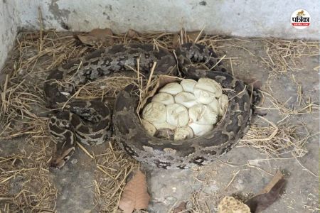 Huge python rescue