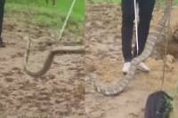 लेमरू में 12 फीट लंबी मादा किंग कोबरा का रेस्क्यू (Photo source- Patrika)