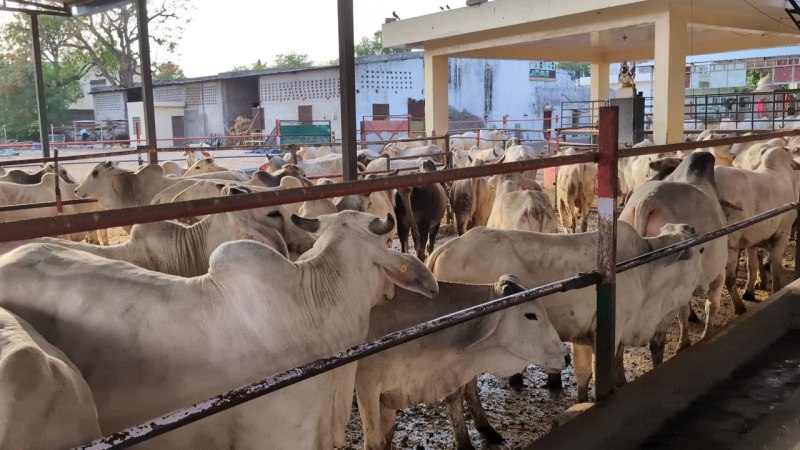 अब हर जिले में लगेंगे पशु मेले। फोटो-पत्रिका।