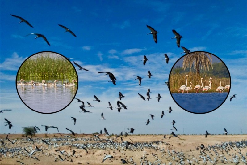 Rajasthan Ramsar Sites