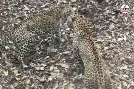 Ranthambore-Tiger-Reserve