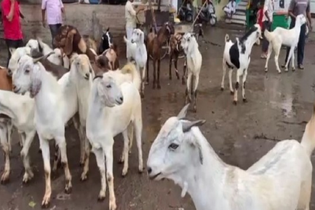 200 tons of remains of sacrifice found in Bhopal on Bakrid