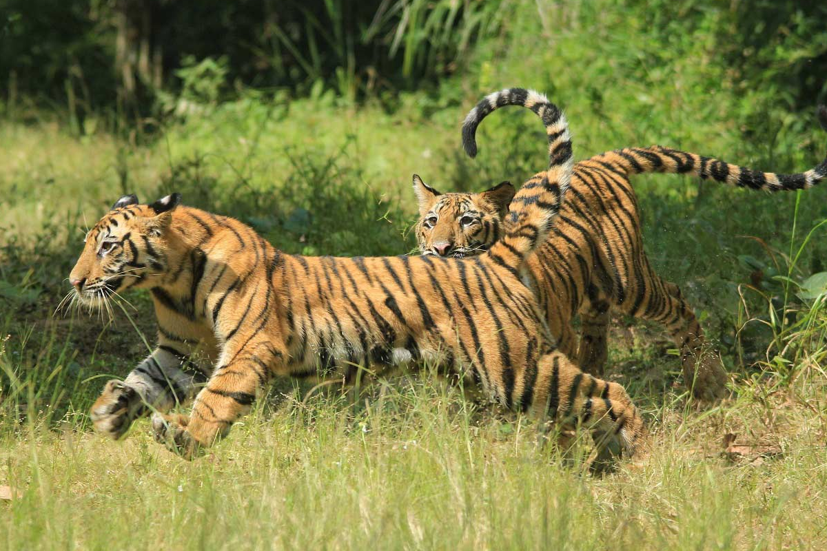 एमपी का ये क्षेत्र बनेगा बाघों का नया हॉटस्पॉट, बैठक में बनी सहमति, जल्द मिलेगा
कंजर्वेशन रिजर्व का दर्जा