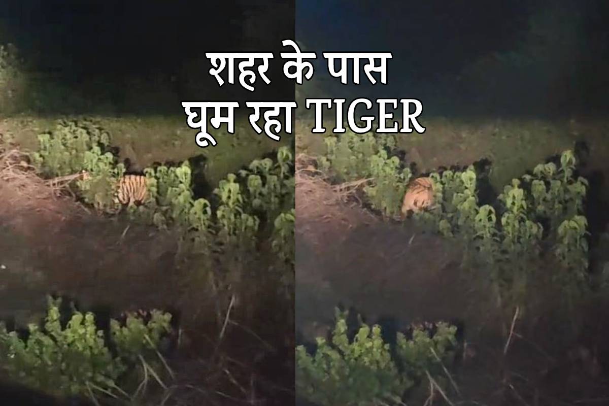 एमपी में यहां शहर के 15 किमी. पास घूमता दिखा टाइगर, देखें वीडियो