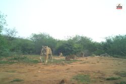 Sariska: राजस्थान के सरिस्का में फिर बढ़ा बाघों का कुनबा, बाघिन ST-19 ने पहली
बार चार शावकों को दिया जन्म - image