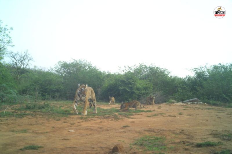Sariska