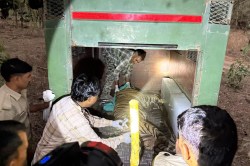 रेंजर पर हमला करने वाले सब एडल्ट शावक को धौलपुर-करौली टाइगर रिजर्व में किया
शिफ्ट - image