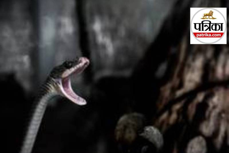 Snake Bite Death in Bihar