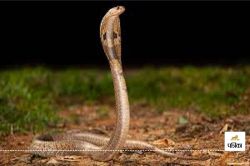 Snake bite: जमीन पर सोना बना काल, जहरीले सांप के डसने से नाबालिग व महिला समेत 3
लोगों की मौत - image