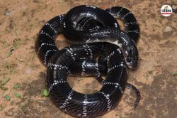 Snake bite: सोते समय युवती और किशोर को सांप ने डसा, उठकर बोले- सीने और पेट में
दर्द हो रहा है, फिर दोनों की हो गई मौत - image