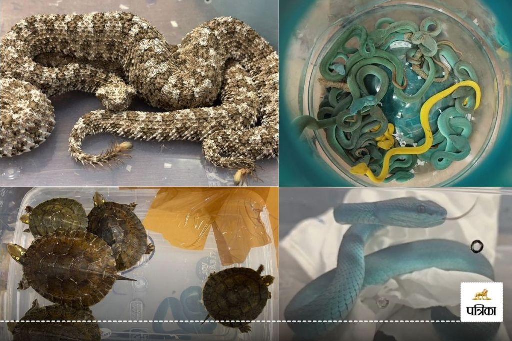 Snakes Turtles Smuggling