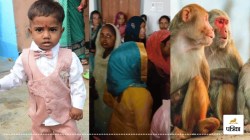 बंदरों पर फेंकी कुल्हाड़ी, बेटे की गर्दन कटी, पिता के हाथों ढाई साल के इकलौते
बेटे की मौत - image