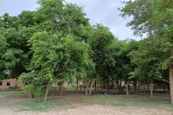 पर्यावरण संरक्षण: हरियाली का दीप जला रहे कुलदीप - image