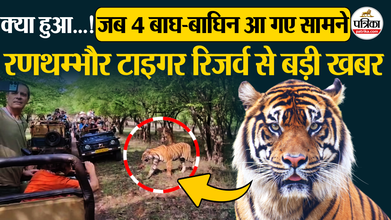 Ranthambore Tiger Reserve रणथंभौर में पर्यटकों का हुआ बाघ के कुनबे से सामना !
देखिए क्या हुआ…