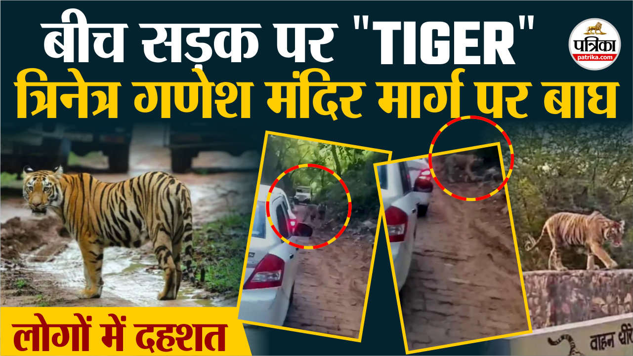 ranthambore tiger reserve गणेश मंदिर मार्ग पर फिर आया बाघ, मचा हड़कंप, वाहनों के
पास से गुजरा