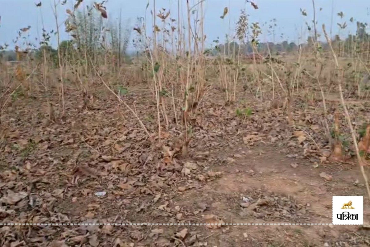Teak trees cutting: Video: 10 एकड़ में फैली सागौन की नर्सरी हुई ठूंठ, तस्कर काट
ले गए सैकड़ों बेशकीमती पेड़, वन विभाग मौन