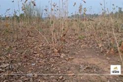 Teak trees cutting: Video: 10 एकड़ में फैली सागौन की नर्सरी हुई ठूंठ, तस्कर काट
ले गए सैकड़ों बेशकीमती पेड़, वन विभाग मौन - image