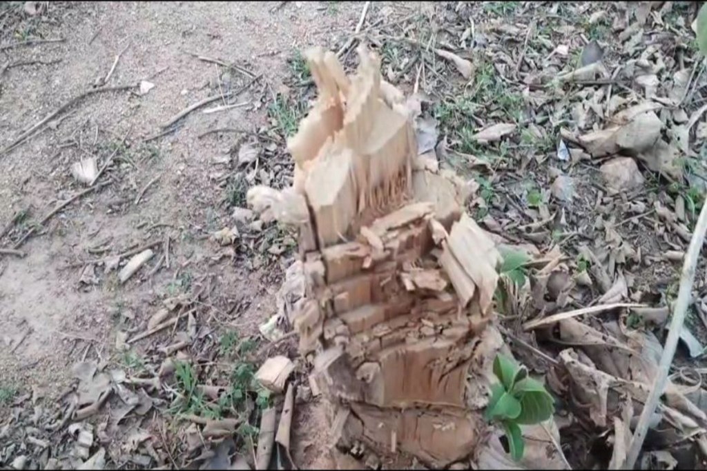 Teak tree
