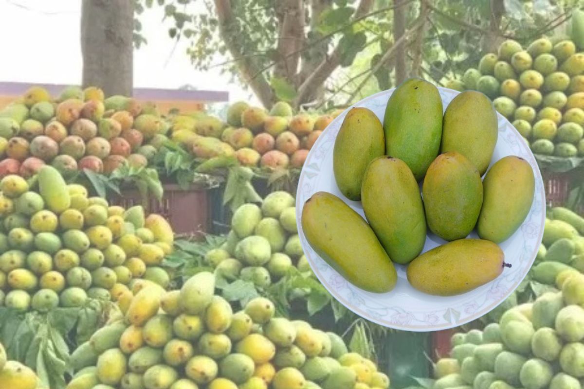 UP से 150 टन रोज हो रही ‘दशहरी आम’ की आवाक, शौकीनों को कर दिया संतुष्ट