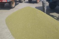 Farmers are angry over not buying moong at the support price, said pesticides are also used in gram and lentil