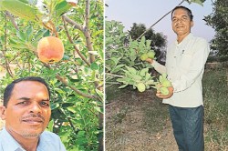 गर्म प्रदेश में सेब की खेती का सफल प्रयोग, 4 तरह की फूलगोभी उगाने वाले बने पहले
किसान… - image