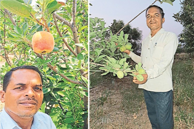 गर्म प्रदेश में सेब की खेती का सफल प्रयोग(photo-patrika)