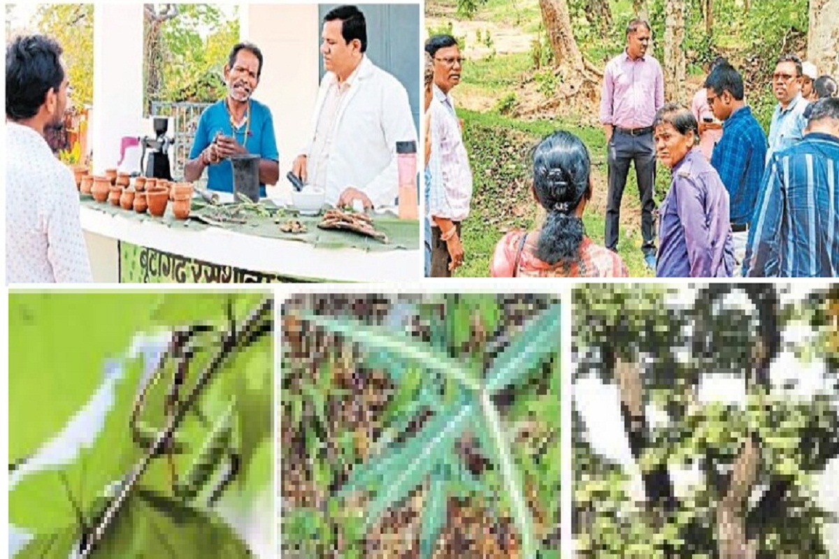 बूटीगढ़ में हर्बल पार्क की तैयारी, प्राकृतिक दवाखाना में 3 मिलेंगे दुर्लभ औषधीय
पौधे..