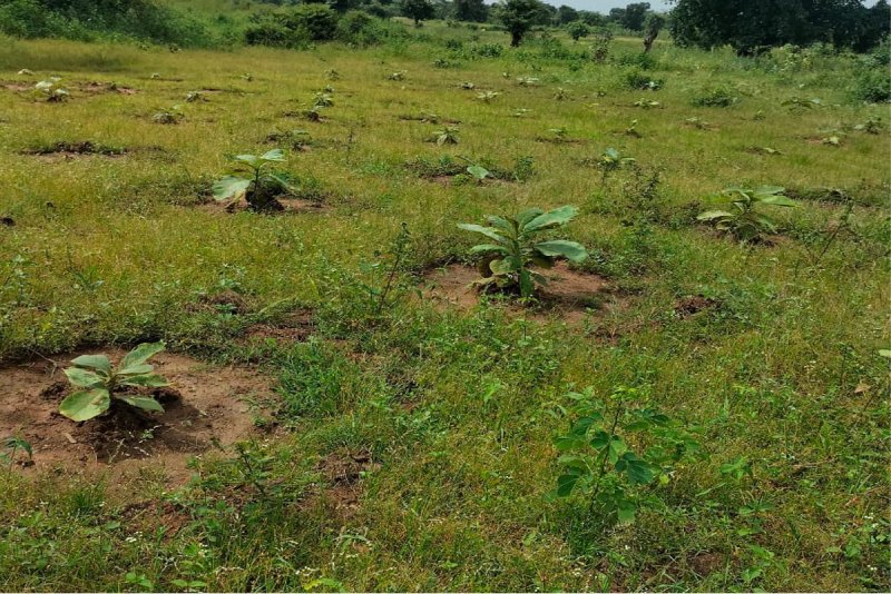 Thousands of plants are planted every year, a large number of them get spoiled due to lack of care