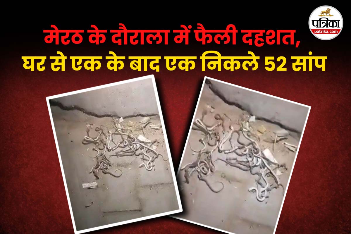 मेरठ के दौराला में फैली दहशत, घर से एक के बाद एक निकले 52 सांप, किसान ने सभी को
मार डाला