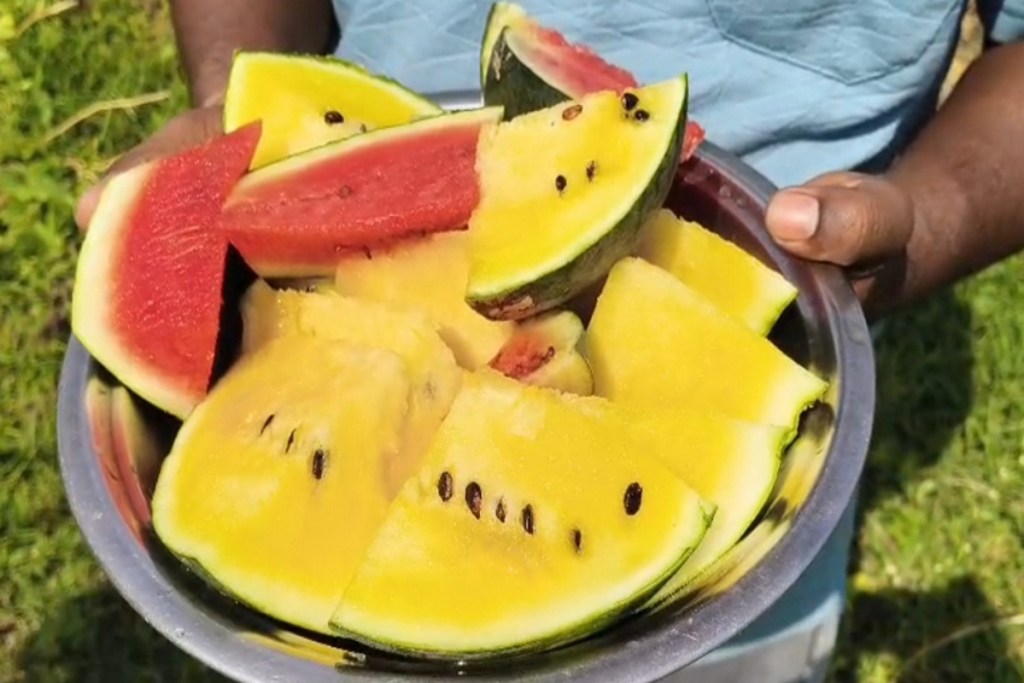 Watermelon farming