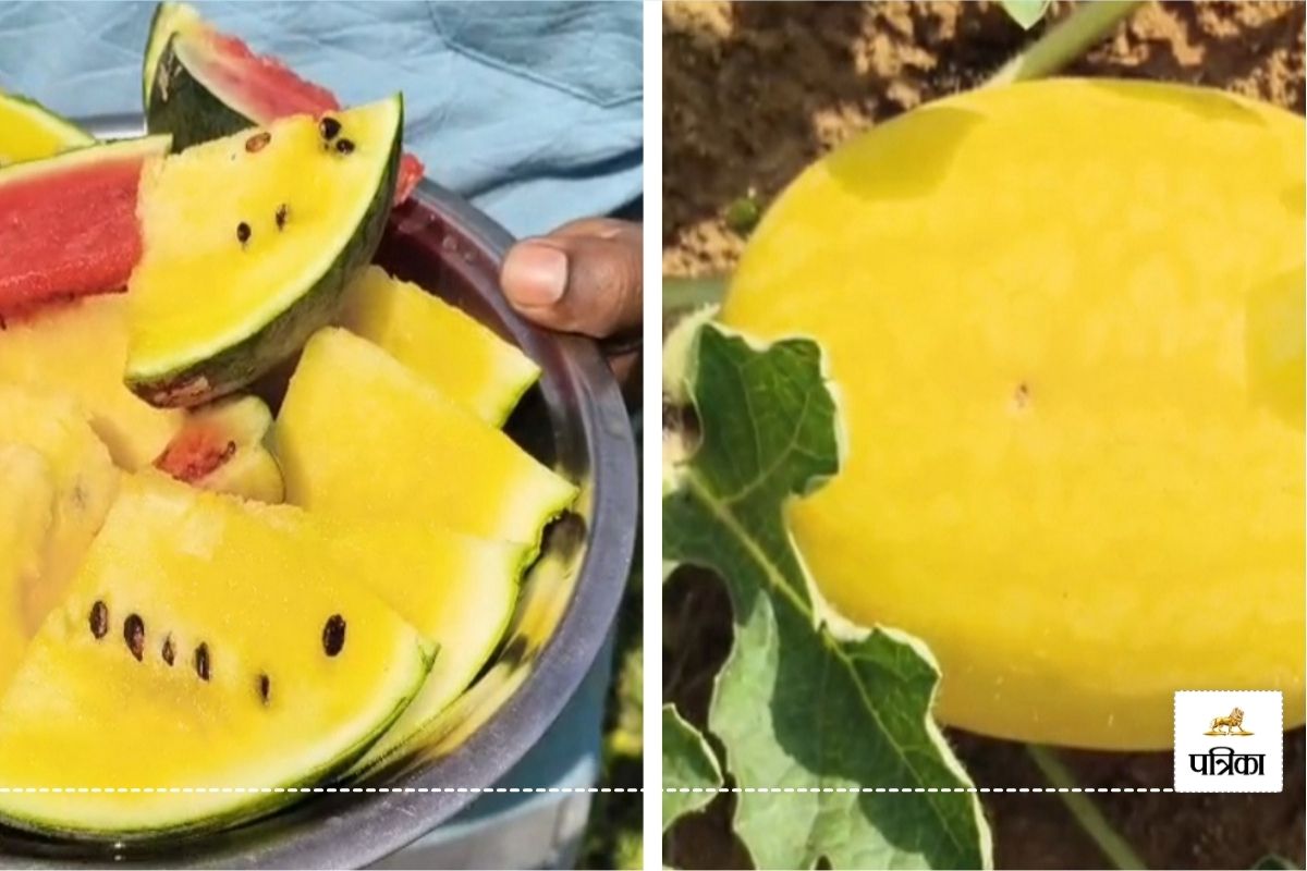 Watermelon farming: किसान ने नया प्रयोग कर की पीले और हरे तरबूज की खेती, खाने
वाला हिस्सा लाल और पीला