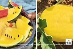 Watermelon farming: किसान ने नया प्रयोग कर की पीले और हरे तरबूज की खेती, खाने
वाला हिस्सा लाल और पीला - image