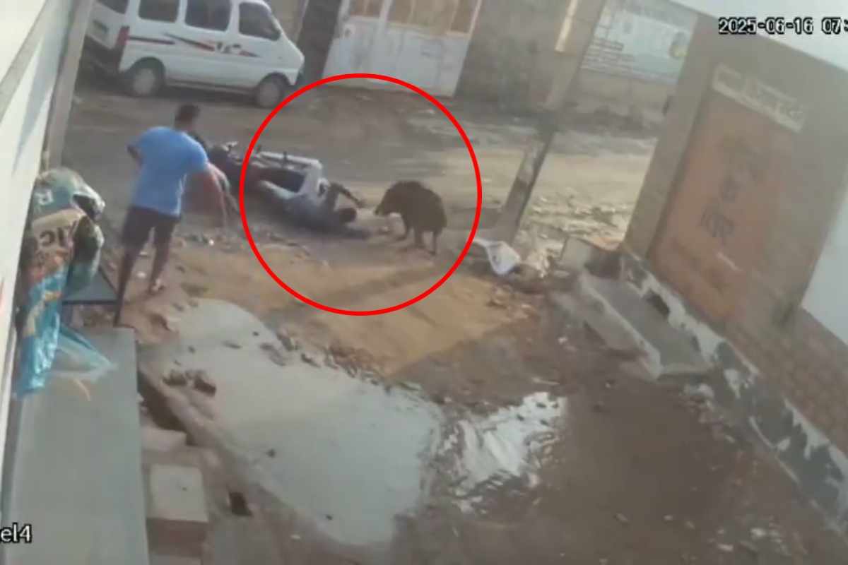 VIDEO: बाड़मेर में जंगली सूअर ने बाइक चलाते व्यापारी पर किया हमला, हाथ में धंसा
दांत; बेटे की बची जान