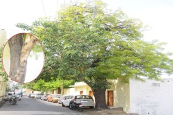 राजस्थान में प्रकृति का अद्भुत संगम… नीम के पेड़ से निकला पीपल, अब वायरल हुई
तस्वीर - image