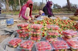 फायदे का सौदा: भीलवाड़ा में स्ट्रॉबेरी की ओर बढ़ रहा रूझान…..अब 10 हैक्टयर में
लगेंगे बगीेच - image