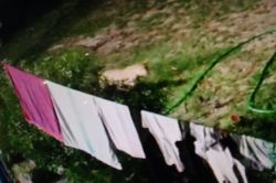 भीलवाड़ा के झालरा डोडिया गांव में मकान में पैंथर घुसा, ग्रामीणों में दहशत का
माहौल - image