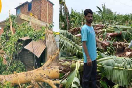 Storm and rain wreak havoc mp weather (पत्रिका प्रोफाइल फोटो)