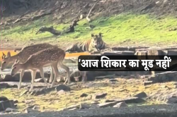 घाट पर बैठी बाघिन के सामने अचानक आ गया हिरणों का झुंड, सामने आया दुर्लभ वीडियो - image