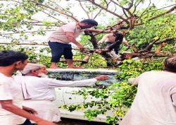 बारिश व तेज हवा ने मचाही तबाही, मकान धराशायी, बिजली के पोल, पेड़ गिरे, कार
क्षतिग्रस्त - image