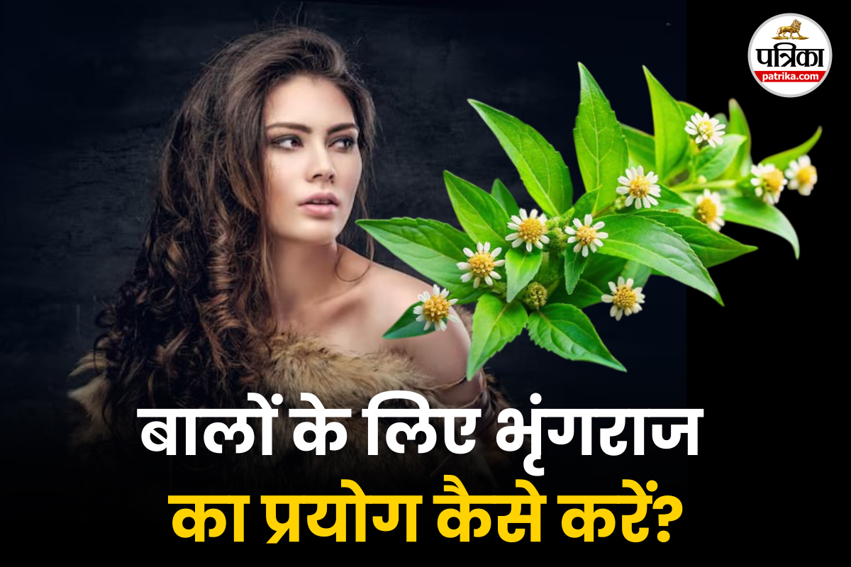 Bhringraj Benefits For Hair: बालों के झड़ने से परेशान हैं तो भृंगराज के इन 5
तरीकों से करें इस्तेमाल