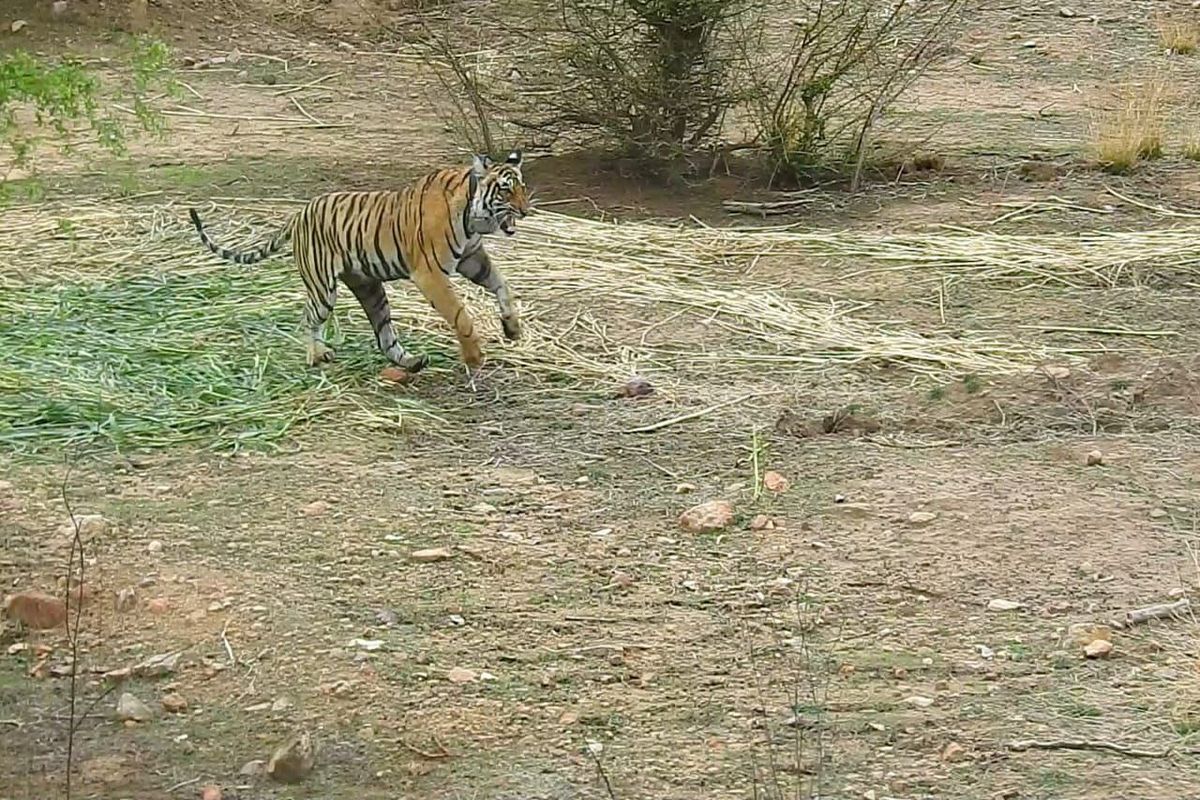 बाघिन के मुंह में फंसा रेडियो कॉलर, ट्रेंकुलाइज कर वापस बांधा