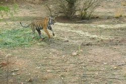 बाघिन के मुंह में फंसा रेडियो कॉलर, ट्रेंकुलाइज कर वापस बांधा - image
