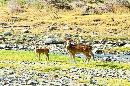 रामगढ़ में घना पक्षी विहार से आएंगे चीतल, बाघिन लाने की भी तैयारी पूरी