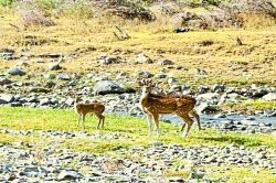 रामगढ़ में घना पक्षी विहार से आएंगे चीतल, बाघिन लाने की भी तैयारी पूरी - image