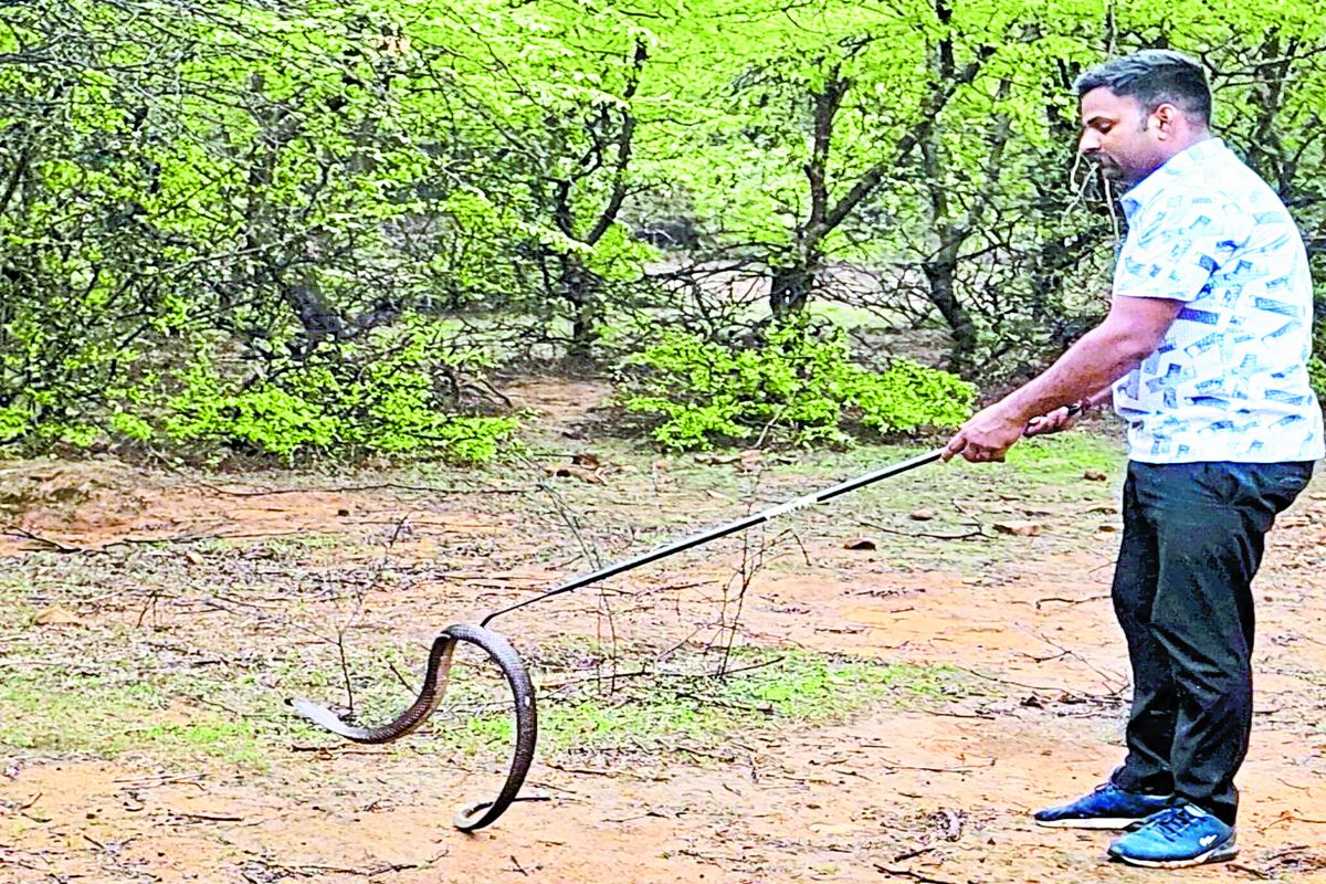 बिलों से बाहर आने लगे सांप, पकड़े वालों की खल रही कमी