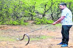 बिलों से बाहर आने लगे सांप, पकड़े वालों की खल रही कमी - image